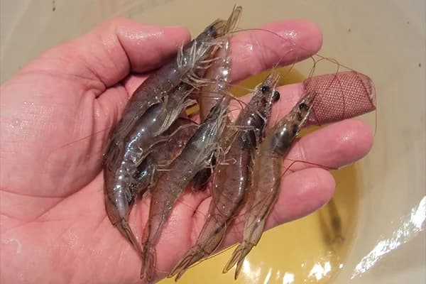 Photo: EHP affected shrimp