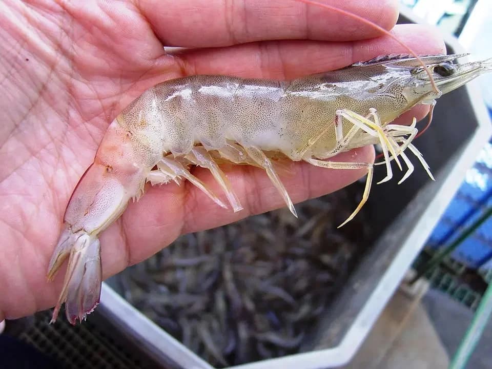 Photo: IMNV affected shrimp