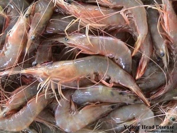 Photo: YHV affected shrimp